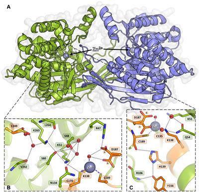 Frontiers | Probing The Active Site Of Class 3 L-asparaginase By ...